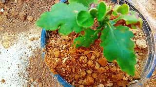 how to grow chrysanthemum guldavari plant saplings [upl. by Aihtenak]