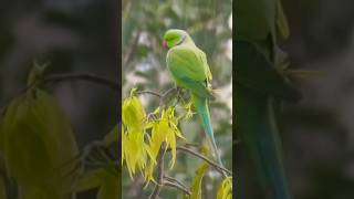 Rose ringed parakeet ❤️ Please subscribe 🙏🏻 [upl. by Elocn323]