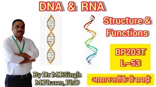 Structure and Functions of DNA amp RNA  Biochemistry  BP203T  L53 [upl. by Ontina71]