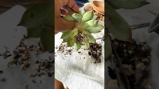 REPOT succulent mealybugs 🚫ROOT trim Succulent Agavoides grittymix soil [upl. by Ellerol282]