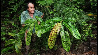 FIELD TRIP WITH PATRICK BLANC DANUM VALLEY BORNEO SABAH [upl. by Inverson582]