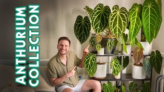 ANTHURIUMS  my full collection amp care tips [upl. by Lleynod]