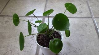 How I Fixed Curly Leaves on my Pilea Peperomioides [upl. by Adnaral]