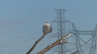 harfang des neiges Snowy Owl [upl. by Araihc]