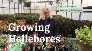 Growing Hellebores [upl. by Baryram]