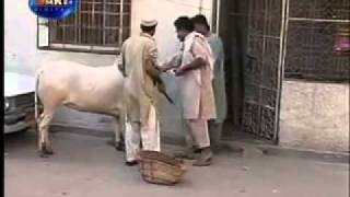 Dailymotion Pakistani Funny Video 3 a Funny video rel page 2 rel page 2 [upl. by Minda]