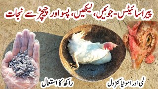 Uses of Wood Ash around your Chickens  Insecticides for Ecto and Endoparasites in Poultry Birds [upl. by Meirrak]