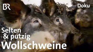 Wollschweine aus Oberfranken Eine echte Sauerei  Zwischen Spessart und Karwendel  BR [upl. by Alenoel]