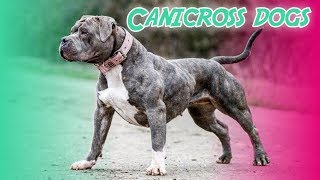 10 Best Canicross Dog Breeds [upl. by Eanel163]