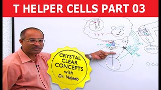 T Helper Cells  Immunology  Part 310 [upl. by Elish]