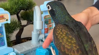 ASMR Unboxing of a Water Toy for My Parrot See Her Shocking Reaction [upl. by Goldsmith]