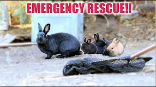 A STRAY MOMMA BUNNY WONT LET GO OF HER BABIESBUT WE RESCUED THEM [upl. by Hutchings412]