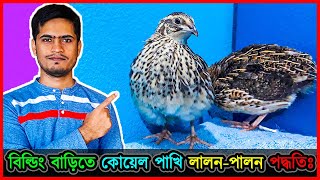 বিল্ডিং বাড়িতে ব্যালকনিতে শখ করে কোয়েল পাখি পালন পদ্ধতি 🐣 Quail birds nurturing Method  jactok [upl. by Eseilana]