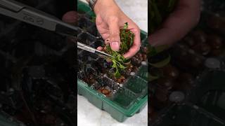 My emersed plant farm experiment aquarium aquascape plantedtank aquascaping [upl. by Kriss104]