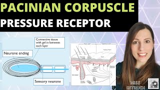 Pacinian Corpuscle  Pressure receptor ALevel Biology Nervous System and Response [upl. by Yeh]