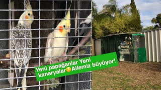 BAHÇEYE YENİ KAFES KANARYALAR VE PAPAĞANLAR ALDIM VLOG🙂 [upl. by Ellohcin]