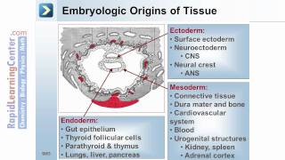 Rapid Learning Embryology  Embryogenesis [upl. by Haim]