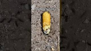 Ants battle over Twinkie ants battle experiment pigs [upl. by Wavell279]