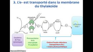 La phase photochimique de la photosynthèse [upl. by Ashby120]