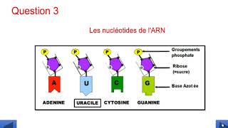 Exercices QCM  la génétique [upl. by Xet]