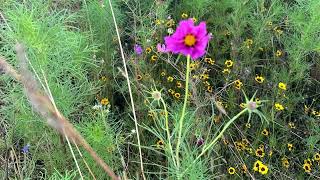 WILDFLOWERS REINTRODUCED to the Prairie Coteau Valley Farm [upl. by Selfridge]