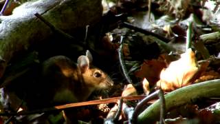 waldoder gelbhalsmausApodemus sylvaticusApodemus flavicolliswood mouse [upl. by Seftton216]