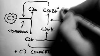 Complement 2  Alternative Pathway [upl. by Airotcivairam]