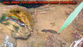 PENGHUNINYA NGAMUK SAAT MANCING IKAN CHANNA LIMBATA DIHUTAN INI [upl. by Woods]