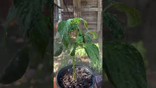 Pepper plant 🪴 from seed growth 2024  youtube water garden pepper youtubeshorts viralvideo [upl. by Haek306]