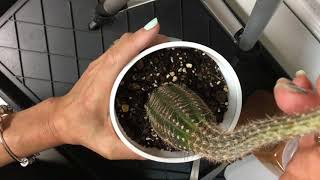 How to Fix an Etiolated Cactus with Plant Surgery [upl. by Yodlem]