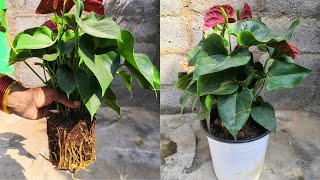 Multiply your anthurium plant  A step by step guide to propagation [upl. by Christabel728]