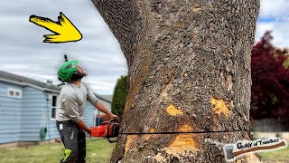 Removing The LARGEST Sycamore Tree Ive Ever Climbed [upl. by Eneg2]