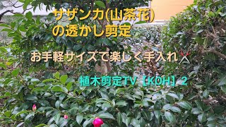 サザンカ山茶花の剪定透かし剪定【造園 庭師 植木屋 庭木 樹木 職人 花】 [upl. by Esor]