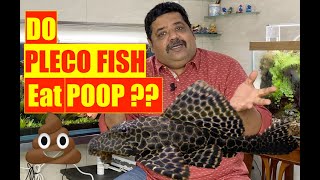 Do PlecoFish eat Poop Aquarium Fish Problems Is Common PlecoFish illegal in India  Mayur Dev 4K [upl. by Dodwell477]