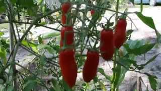 San Marzano tomatoes growing in USDA Zone 9b FL [upl. by Ultun]