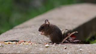 Cute little mouse eating peanuts [upl. by Basil]