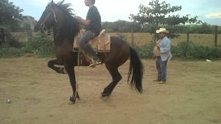 CABALLO EL APACHE CUADRA PACHATO [upl. by Shelton541]