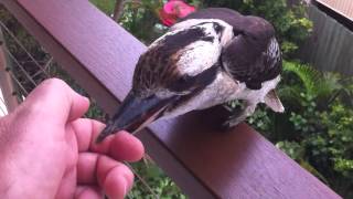 Kookaburra bit my finger [upl. by Amikehs]