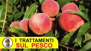 TRATTAMENTI SUL PESCO con fungicidi e insetticidi [upl. by Ylesara]