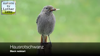 Hausrotschwanz vor der Kamera Black Redstart observation [upl. by Assile885]