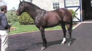 Fusaichi Pegasus 2000 Kentucky Derby Winner [upl. by Jorgensen]