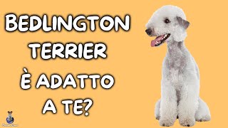 Bedlington Terrier Cosa Sapere [upl. by Shena]