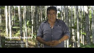 ¡Plantaciones forestales negocio sostenible [upl. by Kapor]