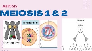 Meiosis 1 and 2 [upl. by Siddon]