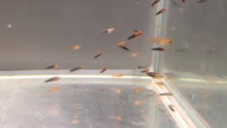 Newborn swordtail fry part 4 [upl. by Isyed]