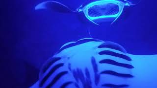 Hawaii Island and Ocean Tours Manta Ray Tour Night time Snorkel Kona Hawaii [upl. by Innor]