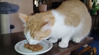 Cat Eating Beef with Carrots [upl. by Masterson]