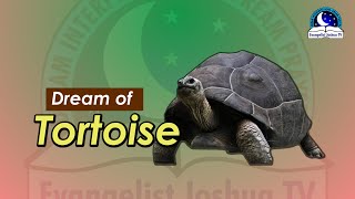 TORTOISE IN DREAM  Evangelist Joshua Dream Dictionary [upl. by Elam]