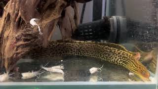 Australian Freshwater Moray Eel Gymnothorax polyuranodon [upl. by Nagiam833]