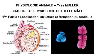 Chapitre 41 Localisation structure et formation du testicule [upl. by Vogele900]